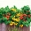 家庭菜園 - トマト「Thumbling Tom」、多色品種ミックス - 屋内およびバルコニー栽培 - Lycopersicon esculentum  - シーズ