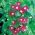 常见的牵牛花“Scarlet O'Hara”;高大的牵牛花，紫色的牵牛花--36粒种子 - Ipomea purpurea - 種子