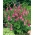 중국 Foxglove 씨앗 - Rehmannia elata - 140 종자