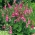 Chinese vingerhoedskruidzaden - Rehmannia elata - 140 zaden