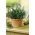 Home Garden - Розмарин - для выращивания в помещении и на балконе - 80 семян - Rosmarinus officinalis - семена
