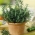 Home Garden - Rosemary - để trồng trong nhà và ban công - 80 hạt giống - Rosmarinus officinalis