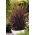 観賞用ライスブラックマドラスの種 - オリザサティバ - Oryza sativa ‘Black Madras' - シーズ