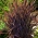 Орнаментал Рице Блацк Мадрас семена - Ориза Сатива - Oryza sativa ‘Black Madras'