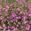 Sementes de Lobelia Riviera Rose - Lobelia pendula - 3200 sementes - Lobelia erinus