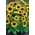 Koduaed - dekoratiivne päevalill "Baver" - sise- ja rõdu kasvatamiseks - Helianthus annus - seemned
