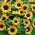 Home Garden - bunga matahari hiasan "Baver" - untuk penanaman dalaman dan balkoni - Helianthus annus - benih