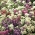 Sweet Alyssum mix seeds - Lobularia maritima - 1750 seeds