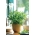 Domáce Záhrada - Candyleaf "Sweetheart" - pre pestovanie vnútorných a balkónových priestorov - 24 semien - Stevia rebaudiana - semená