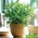 Home Garden - Candyleaf "Sweetheart" - para cultivo en interiores y balcones - 24 semillas - Stevia rebaudiana