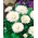Engleski Daisy Roggli Bijelo sjeme - Bellis perennis - 600 sjemenki - Bellis perennis grandiflora.  - sjemenke
