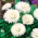 Енглисх Даиси Роггли Бело семе - Беллис переннис - 600 семена - Bellis perennis grandiflora. 