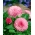 Margarida - variedade da flor dupla - Maria - rosa - 900 sementes - Bellis perennis grandiflora.