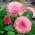Margarida - variedade da flor dupla - Maria - rosa - 900 sementes - Bellis perennis grandiflora.