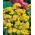 Sementes Helipterum Sandfordii - Helipterum Sandfordii - 400 sementes - Helipetrum sanfordii