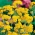 Helipterum Sandfordii semená - Helipterum Sandfordii - 400 semien - Helipetrum sanfordii