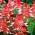 Vuursalie - White RED Bicolour - 56 zaden - Salvia splendens