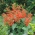 Kadulja, teksaški kadulja - 210 sjemenki - Salvia coccinea - sjemenke
