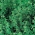 Seme belega horehunda - Marrubium vulgare - 100 semen - semena
