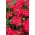 Verbena del giardino - fioriture rosse con un punto bianco; verbena da giardino - 120 semi - Verbena x hybrida