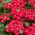Bahçe verbena - kırmızı beyaz bir nokta ile çiçek; bahçe vervain - 120 tohum - Verbena x hybrida - tohumlar