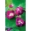 Purpurvinda - Reffles - 80 frön - Ipomoea purpurea