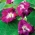 Purpurpragtsnerle - Reffles - 80 frø - Ipomoea purpurea