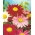 ציורי תערובת של דייזי רובינסון - חרצית חרצית - 120 זרעים - Chrysanthemum coccineum