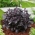 レッドルービンバジルの種子 - 最大バジル -  325種子 - Ocimum basilicum  - シーズ