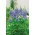 Gausialapis lubinas - The Governor - 90 sėklos - Lupinus polyphyllus