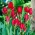 توليبيا جورجيت الأحمر - توليب الأحمر جورجيت - 5 البصلة - Tulipa Red Georgette