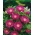 Farsça Cornflower, Knapweed tohumları - Centaurea dealbata - 60 tohumlar