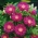 Perzische Korenbloem, Knapweed zaden - Centaurea dealbata - 60 zaden