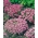 Pink Caucasian Rockcress seeds - Arabis caucasica - 1410 seeds - benih