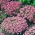 Pink Caucasian Rockcress seeds - Arabis caucasica - 1410 seeds - benih