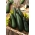 Zucchini "Soraya" - 100 g biji - 1000 biji - Cucurbita pepo  - benih