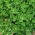 Hạt giống rau bina New Zealand - Tetragonia expansa - 70 hạt - Tetragonia expansa L.