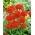 猩红色Lychnis，马耳他十字形种子 -  Lychnis chalcedonica  -  1150种子 - 種子