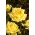 Rosa de flor grande - amarela - mudas em vasos - 
