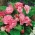 Begonia Camellia - 2 구근 - Begonia x tuberhybrida