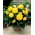 Begonia Fimbriata, Gefranste Begonie, Schiefblatt Yellow - 2 Zwiebeln