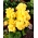 बेगोनिया बड़े फूल वाले डबल पीले - 2 बल्ब - 
