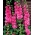 Paprastas medžioklė - rožinė veislė - 50 sėklų - Alcea rosea - sėklos