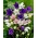 Ballongblomma, Kinesisk bellflower, platycodon - sortblandning - 110 frön - Platycodon grandiflorus