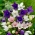 Цветок воздушного шара, китайский колокольчик, платикодон - сортовая смесь - 110 семян - Platycodon grandiflorus - семена
