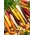 Carrot - multicolour variety mix - COATED SEEDS - 400 seeds