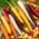 Mrkev - pestrobarevný odrůdový mix - COEDED SEEDS - 400 semen - Daucus carota - semena