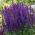 مریم جنگل - بنفش - گل آبی؛ کلارک بالکان - Salvia nemorosa - دانه
