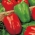 胡椒“ Yolo Wonder”-甜红色品种-72种子 - 
