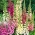 Foxglove "Gloxiniaeflora" - mješavina sorti; obična lisičica, ljubičasta naprstak, ženska rukavica - 9000 sjemenki - Digitalis purpurea - sjemenke